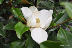 Magnolia grandiflora 'Bracken Brown Beauty' — photo 2
